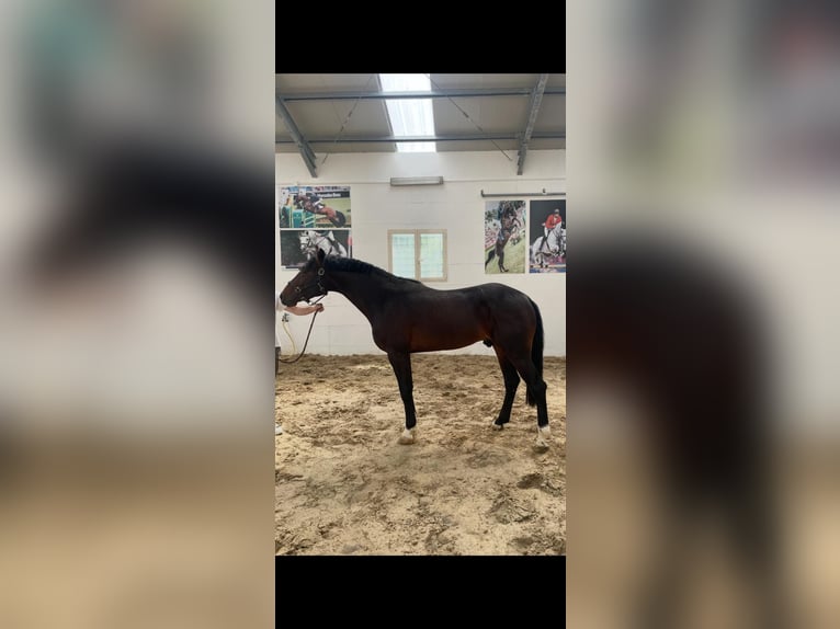 KWPN Stallone 3 Anni 164 cm Baio ciliegia in Morcone (Benevento )