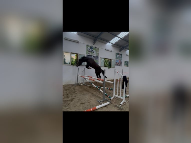 KWPN Stallone 3 Anni 164 cm Baio ciliegia in Morcone (Benevento )