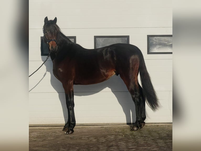 KWPN Stallone 3 Anni 164 cm Baio scuro in Someren