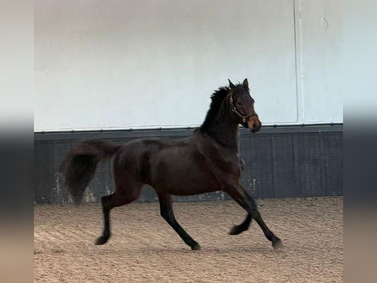 KWPN Stallone 3 Anni 164 cm Baio scuro in Someren