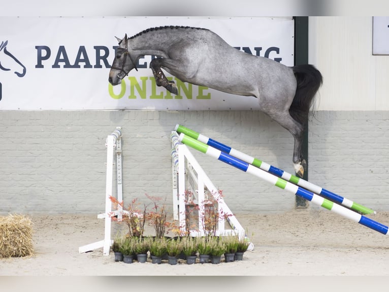 KWPN Stallone 3 Anni 164 cm Grigio in Heerde