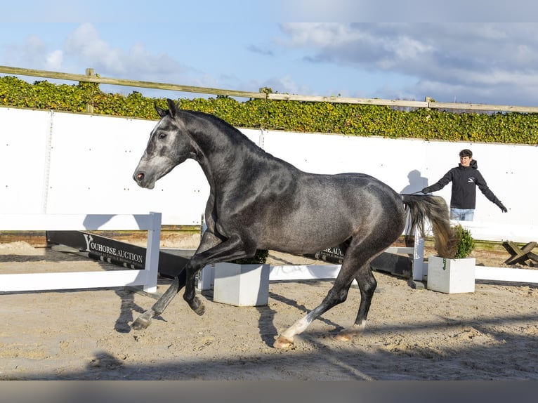 KWPN Stallone 3 Anni 164 cm Grigio in Waddinxveen