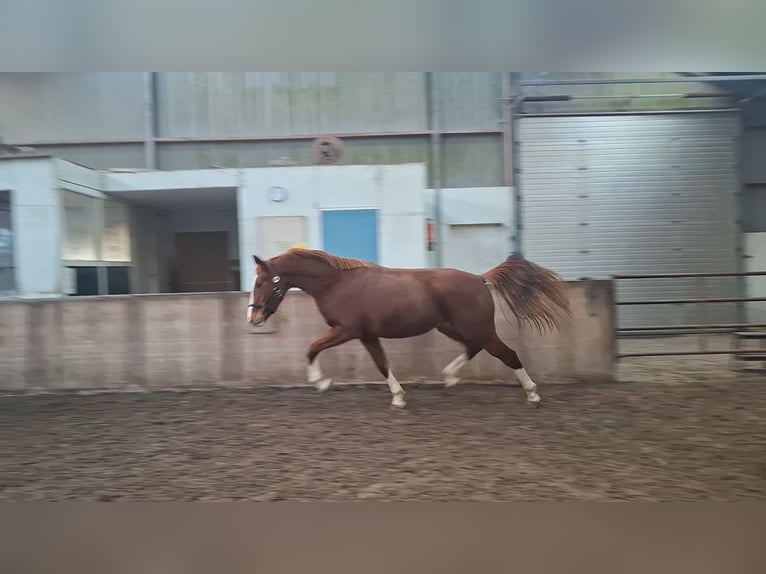 KWPN Stallone 3 Anni 164 cm Sauro in Wâlterswâld