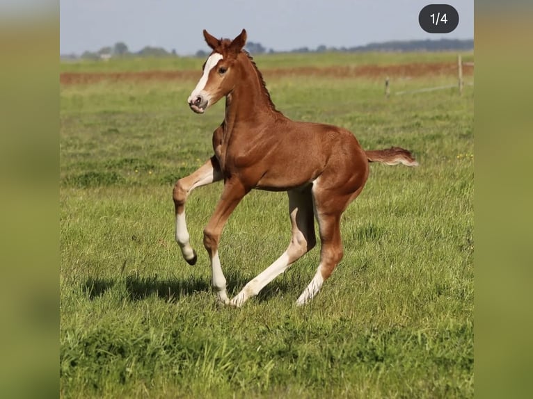 KWPN Stallone 3 Anni 164 cm Sauro in Wâlterswâld