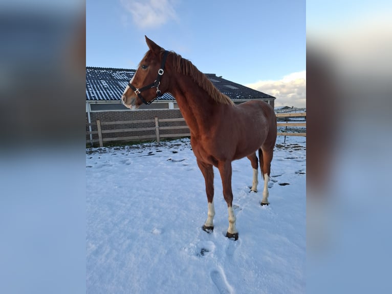 KWPN Stallone 3 Anni 164 cm Sauro in Wâlterswâld