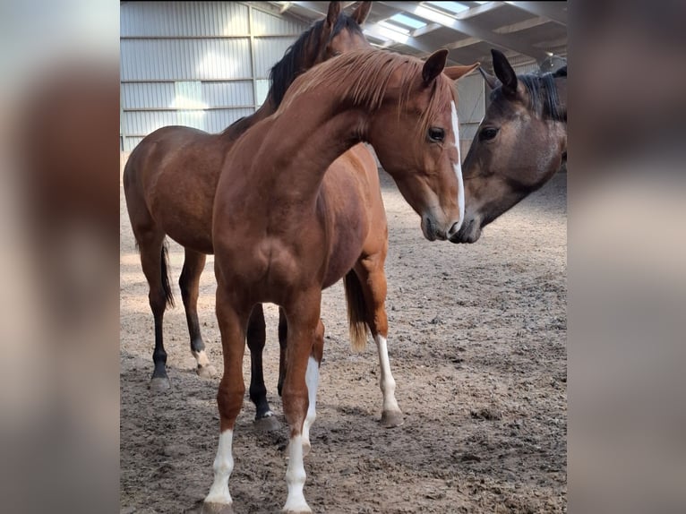 KWPN Stallone 3 Anni 164 cm Sauro in Wâlterswâld