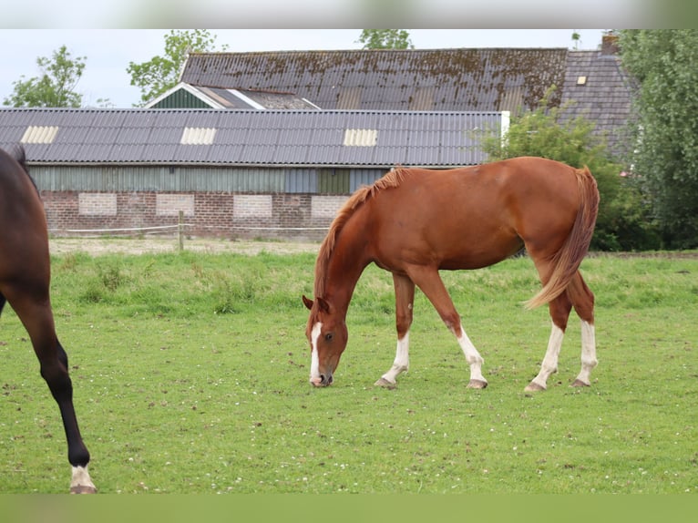 KWPN Stallone 3 Anni 164 cm Sauro in Wâlterswâld