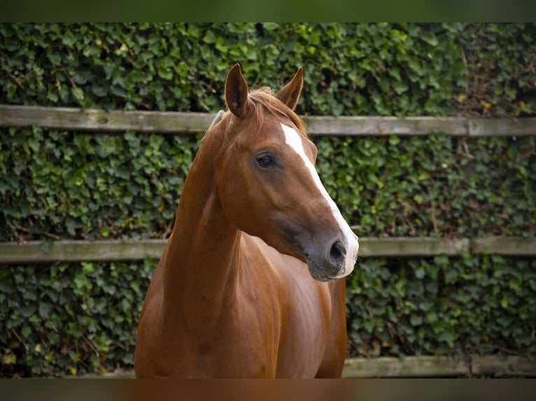 KWPN Stallone 3 Anni 164 cm Sauro in Waddinxveen