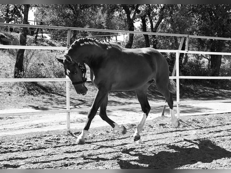 KWPN Stallone 3 Anni 164 cm Sauro scuro in MADRID