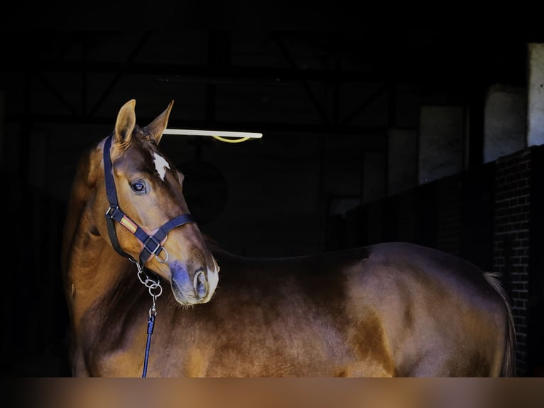 KWPN Stallone 3 Anni 164 cm Sauro scuro in MADRID