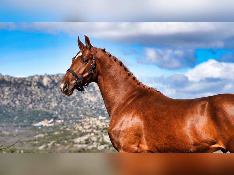 KWPN Stallone 3 Anni 164 cm Sauro scuro in MADRID