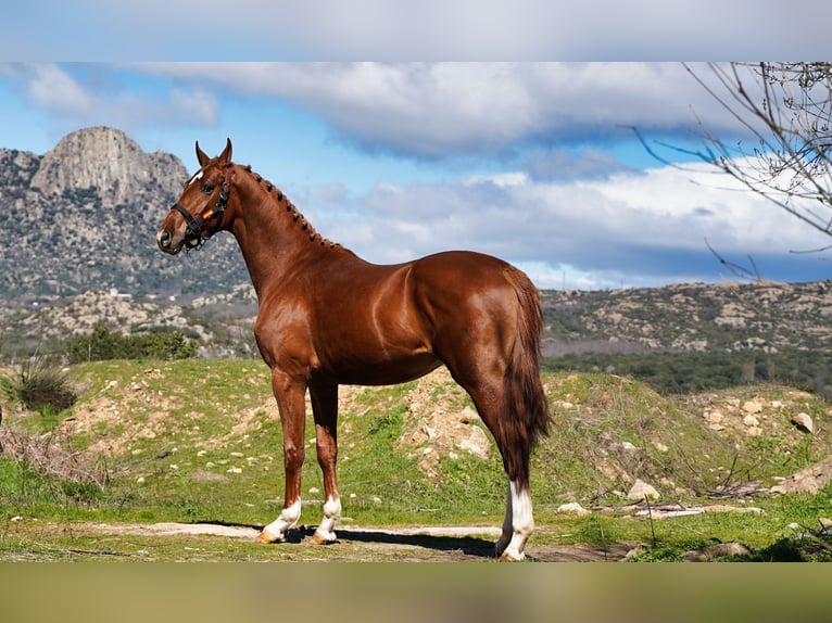 KWPN Stallone 3 Anni 164 cm Sauro scuro in MADRID