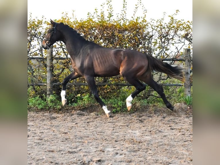 KWPN Stallone 3 Anni 165 cm Baio in Prinsenbeek