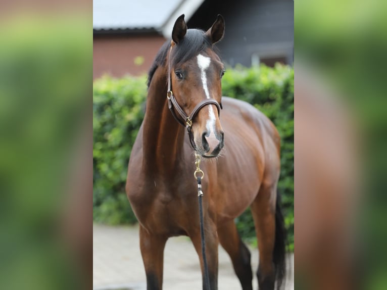 KWPN Stallone 3 Anni 165 cm Baio in Zieuwent