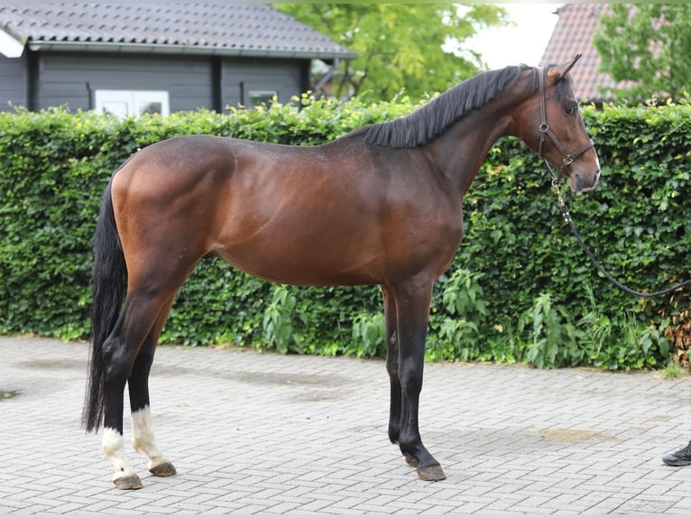 KWPN Stallone 3 Anni 165 cm Baio in Zieuwent