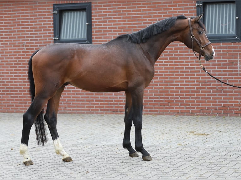 KWPN Stallone 3 Anni 165 cm Baio in Zieuwent