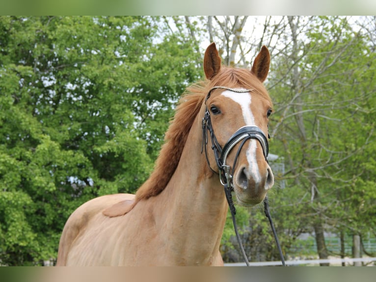 KWPN Stallone 3 Anni 165 cm Sauro in Kirchwald