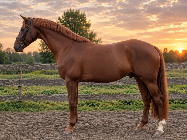 KWPN Stallone 3 Anni 165 cm Sauro scuro in Bierum
