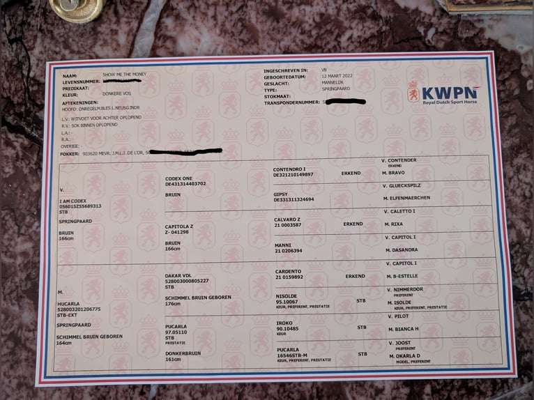KWPN Stallone 3 Anni 165 cm Sauro scuro in Hilvarenbeek
