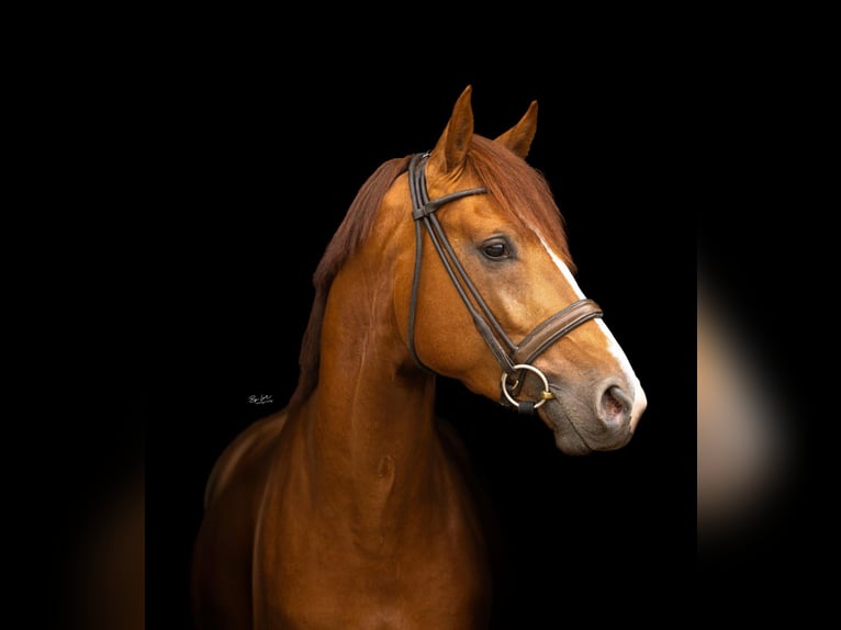 KWPN Stallone 3 Anni 165 cm Sauro scuro in Hilvarenbeek