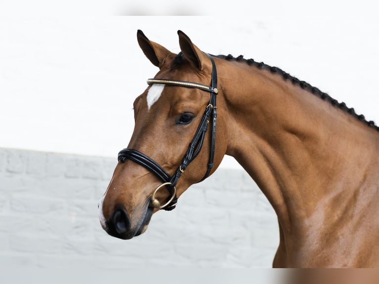 KWPN Stallone 3 Anni 166 cm  in WK Heerde