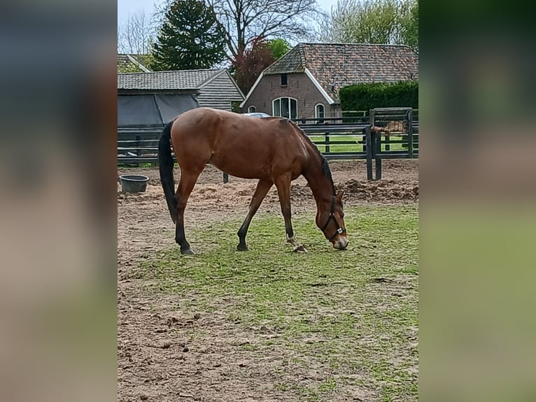 KWPN Stallone 3 Anni 167 cm Baio in Baak