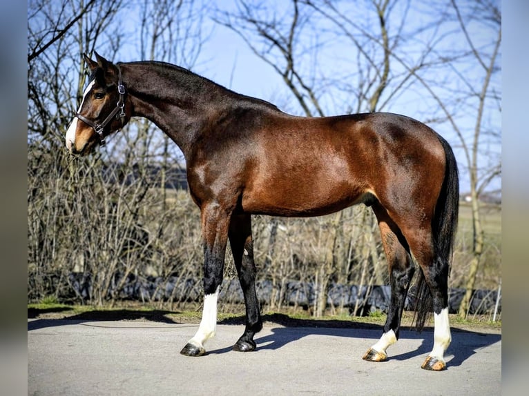 KWPN Stallone 3 Anni 167 cm Baio in Hódmezővásárhely