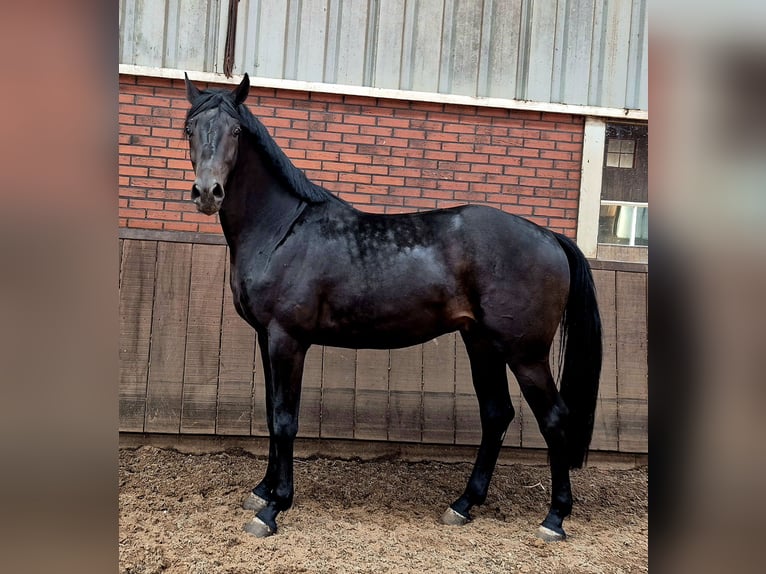 KWPN Stallone 3 Anni 167 cm  in Dwingeloo
