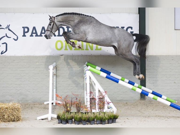 KWPN Stallone 3 Anni 167 cm Grigio in Heerde