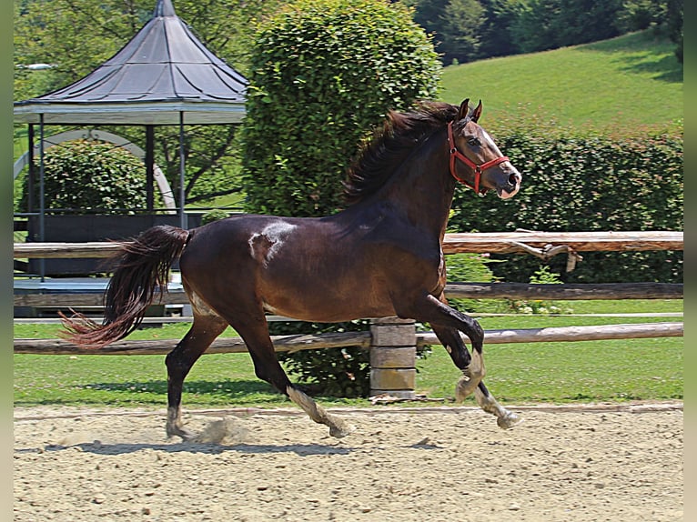 KWPN Stallone 3 Anni 167 cm Sauro scuro in KAMNIK