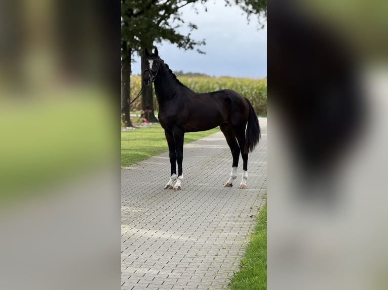 KWPN Stallone 3 Anni 168 cm Baio nero in Emlichheim