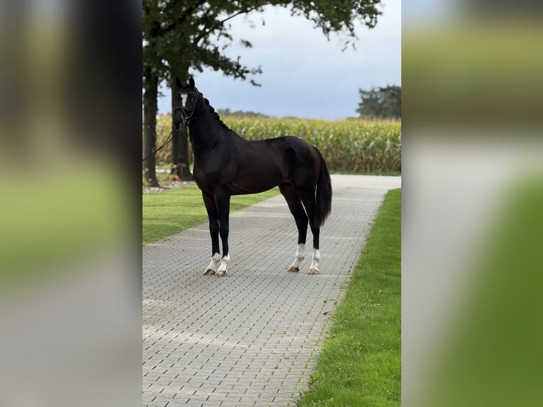 KWPN Stallone 3 Anni 168 cm Baio nero in Emlichheim