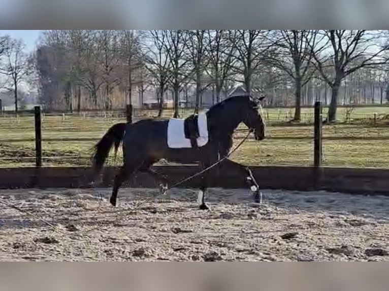 KWPN Stallone 3 Anni 168 cm Baio scuro in Nordhorn