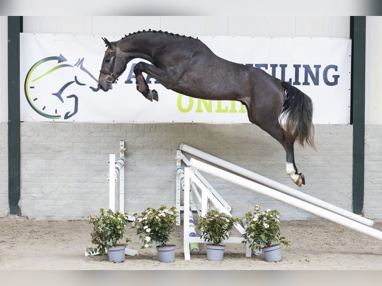 KWPN Stallone 3 Anni 168 cm  in Heerde