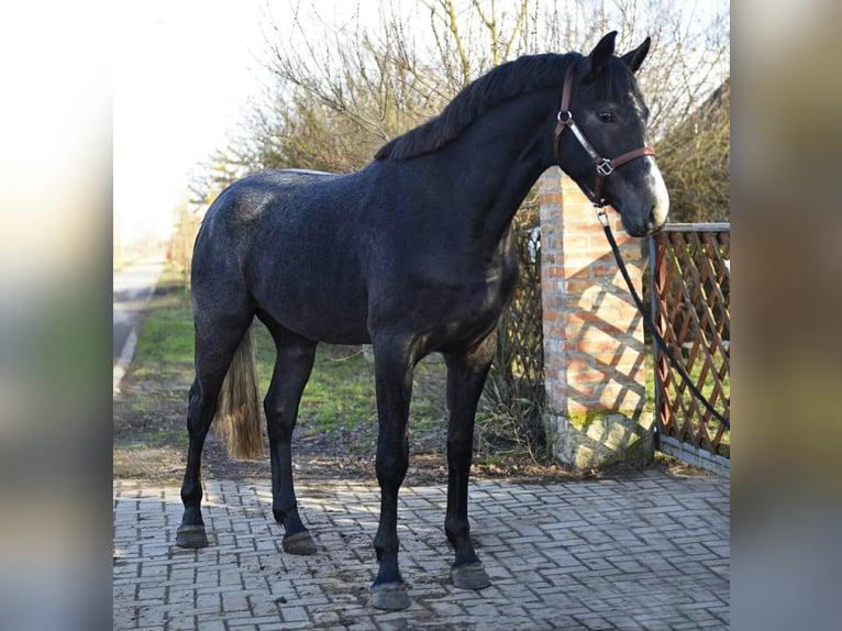 KWPN Stallone 3 Anni 168 cm Grigio in Romnia