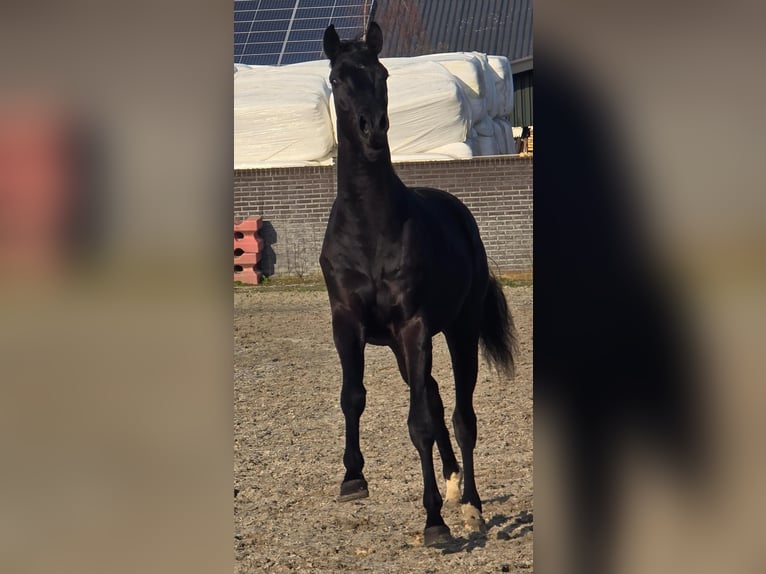 KWPN Stallone 3 Anni 168 cm Morello in Someren