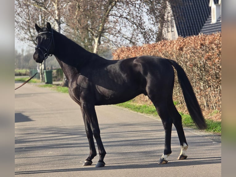 KWPN Stallone 3 Anni 168 cm Morello in Someren