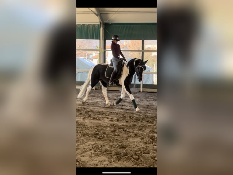 KWPN Stallone 3 Anni 168 cm Pezzato in Bergamo