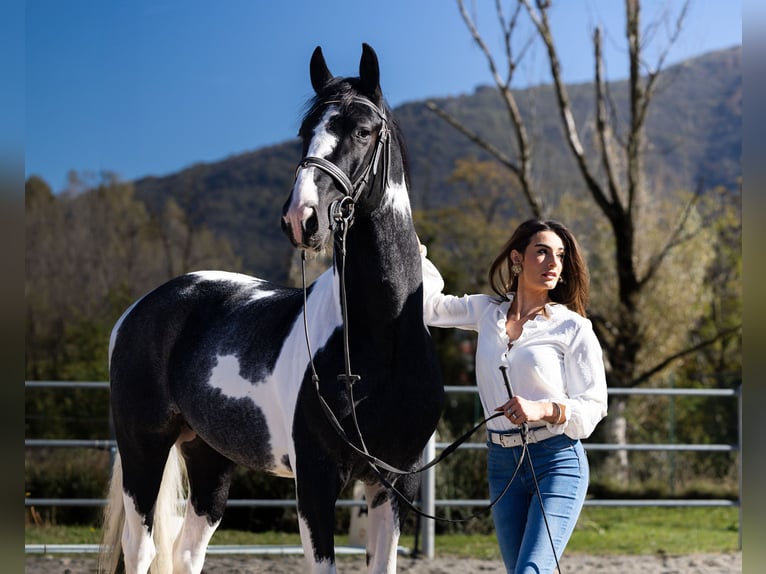 KWPN Stallone 3 Anni 168 cm Pezzato in Bergamo