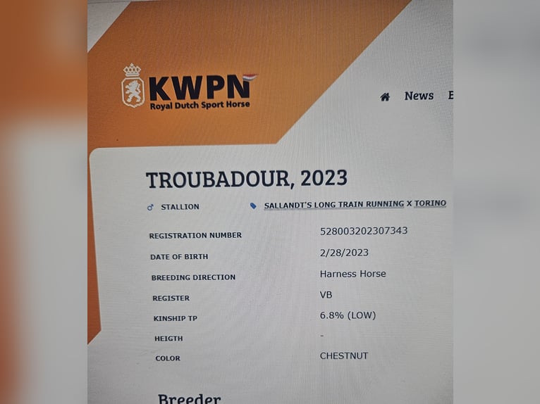 KWPN Stallone 3 Anni 168 cm Sauro scuro in Pleternica