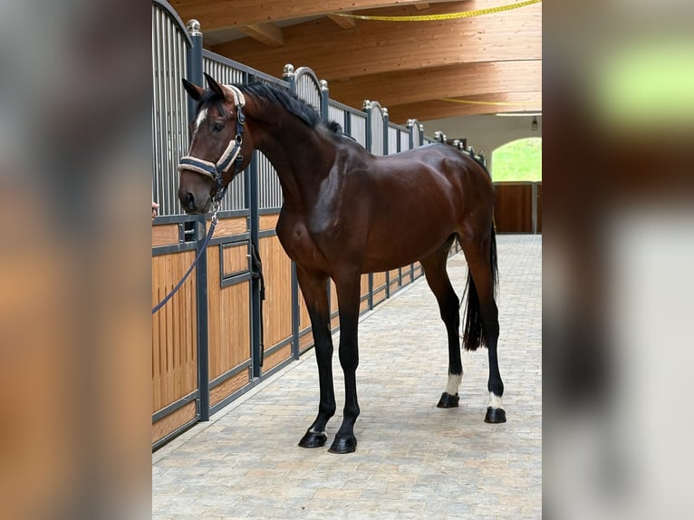 KWPN Stallone 3 Anni 169 cm Baio scuro in Westerheim