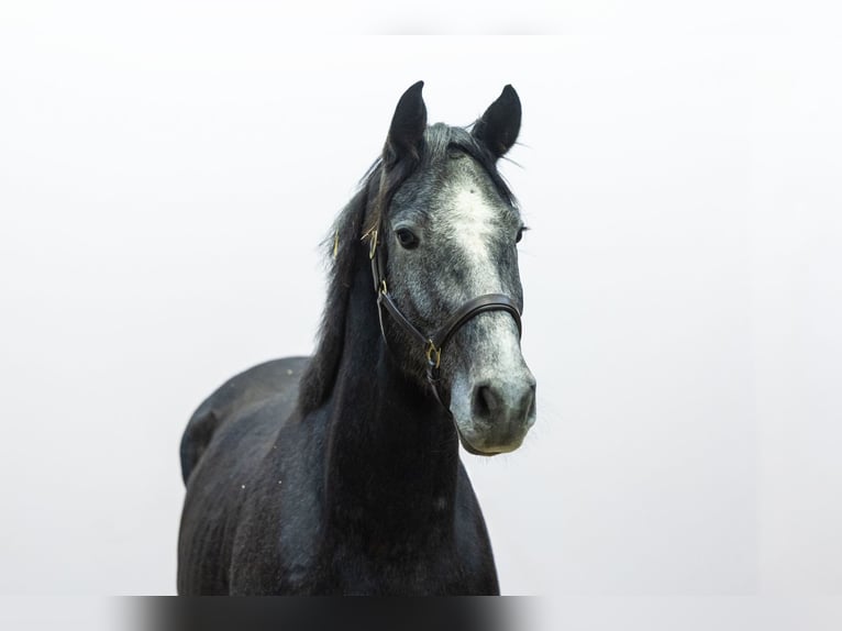 KWPN Stallone 3 Anni 169 cm Grigio in Waddinxveen