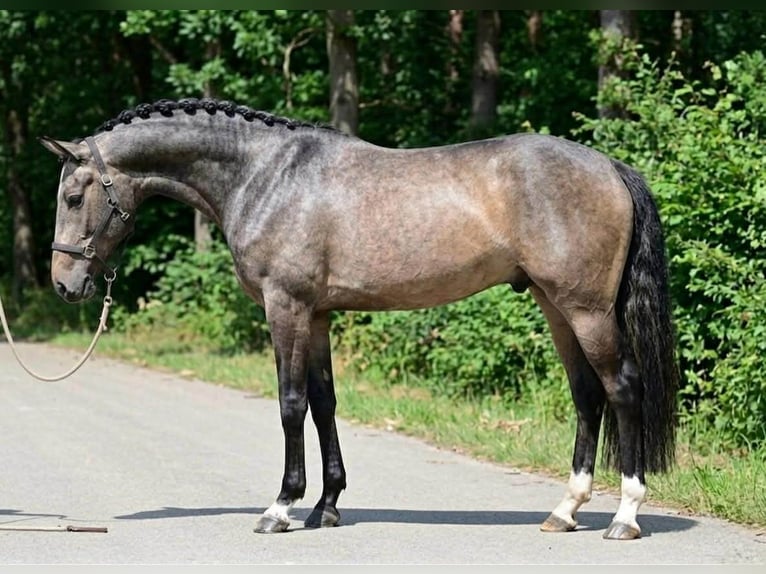 KWPN Stallone 3 Anni 169 cm Grigio pezzato in Lendava