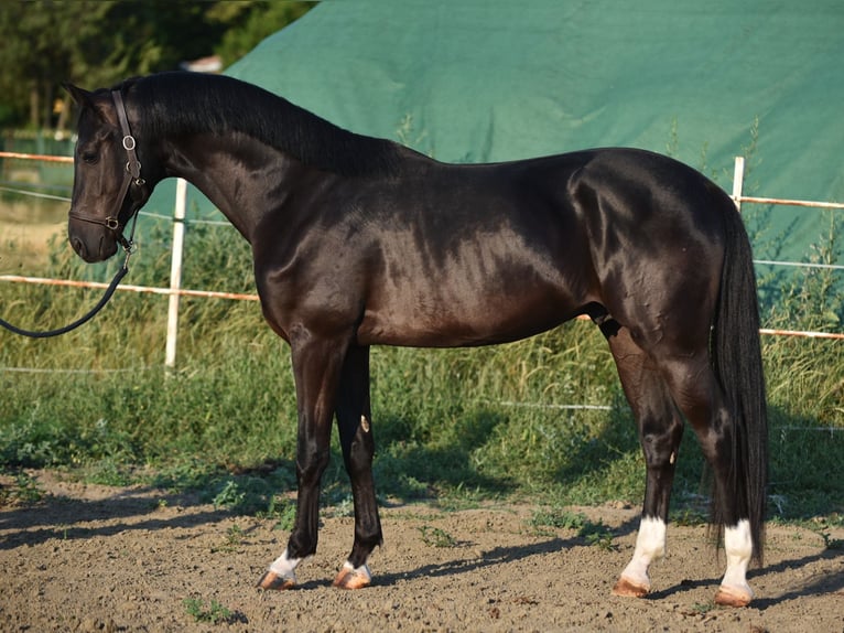 KWPN Stallone 3 Anni 169 cm Morello in Balatonfüred