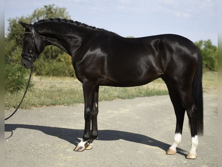 KWPN Stallone 3 Anni 169 cm Morello in Újszász