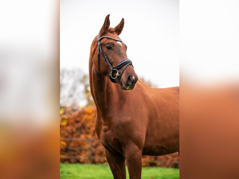 KWPN Stallone 3 Anni 169 cm Sauro in Oss