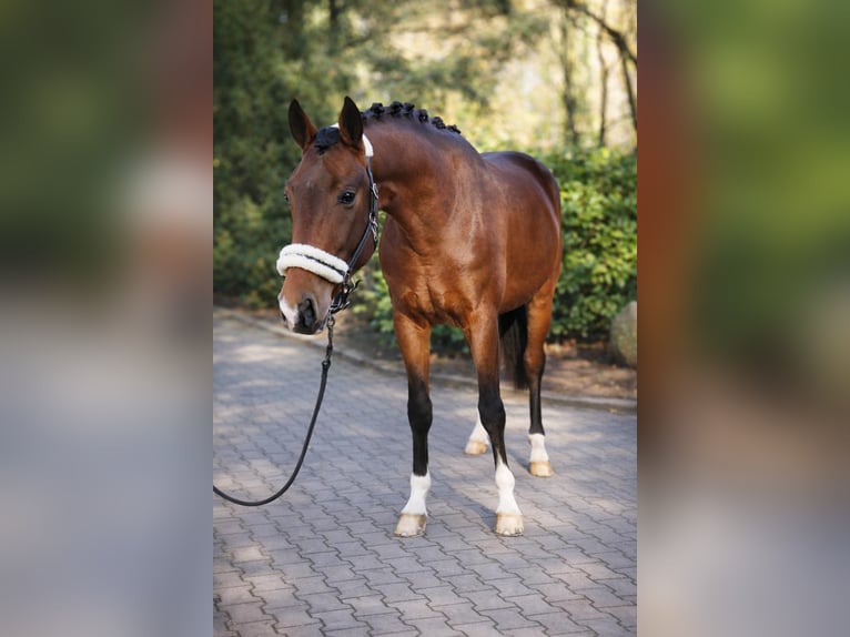 KWPN Stallone 3 Anni 170 cm Baio in Fürstenau