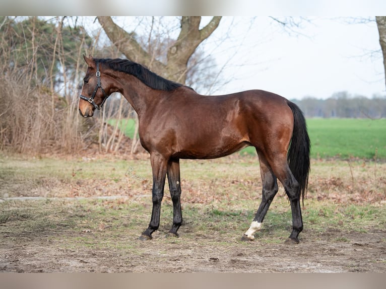 KWPN Stallone 3 Anni 170 cm Baio in Peer