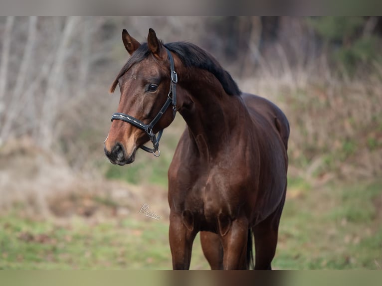 KWPN Stallone 3 Anni 170 cm Baio in Peer