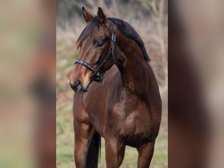 KWPN Stallone 3 Anni 170 cm Baio in Peer